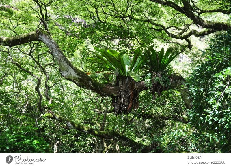 Parasitic plant sits on horizontal branch in jungle Expedition Nature Plant Elements Summer Tree Fern Foliage plant Exotic Freeloader Virgin forest Hawaii Oahu