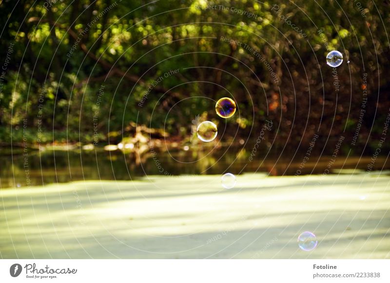 bubble race Environment Nature Plant Autumn Tree Bushes Forest Pond Wet Green Water lentil Soap bubble Flying Prismatic colors Round Bubble Colour photo