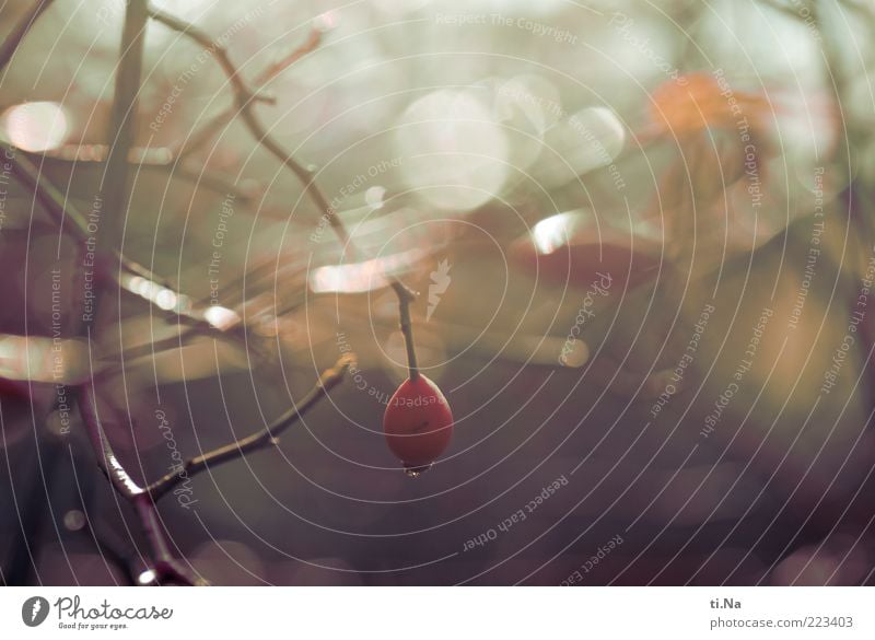 today you can hang out Environment Nature Water Drops of water Autumn Winter Beautiful weather Plant Bushes Rose Wild plant Glittering Hang Bright Wet Red