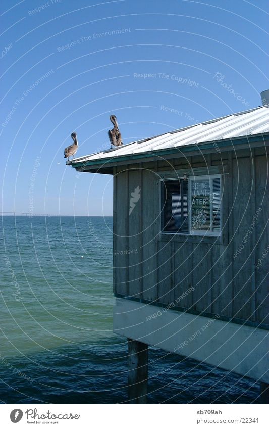 Refreshing for everyone Jetty Florida Pelican