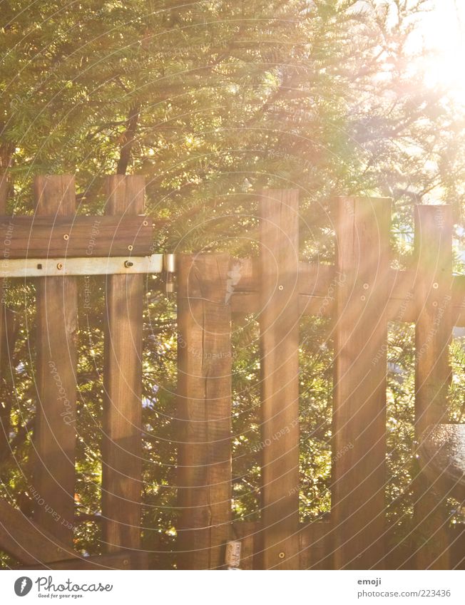 beam path Sunlight Autumn Tree Bushes Garden Illuminate Warmth Fence Wood Border Boundary Colour photo Exterior shot Morning Light Light (Natural Phenomenon)