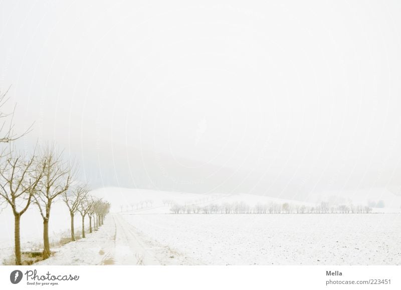 towards winter Environment Nature Landscape Winter Climate Weather Ice Frost Snow Plant Tree Field Cold Natural White Loneliness Lanes & trails Footpath