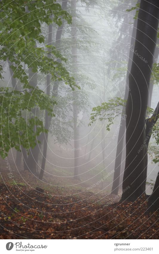 Nebelwald Nature Autumn Fog Tree Leaf Forest Fear Exterior shot Deserted Dawn Central perspective Day