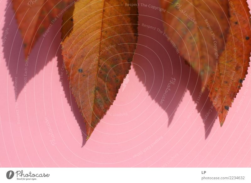 autumn leaves on pink background Lifestyle Harmonious Senses Calm Environment Nature Elements Summer Autumn Tree Leaf Garden Park Beautiful Dry Warmth Feminine