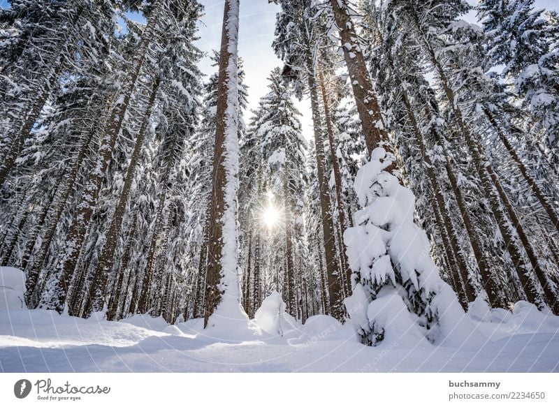 Sun in the Black Forest Winter Landscape Snow Tree Blue White Seasons Snowscape Sky Fir tree Colour photo Exterior shot Deserted Copy Space bottom Day