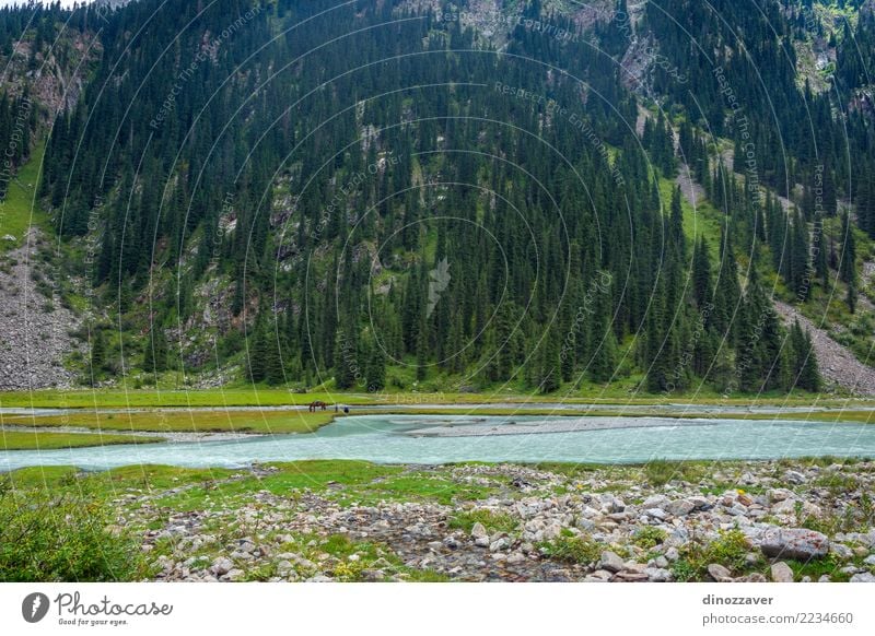 Fishing by the river, Kyrgyzstan Beautiful Summer Mountain Man Adults Environment Nature Landscape Clouds Tree Park Forest Hill Lake River Transport Horse Green