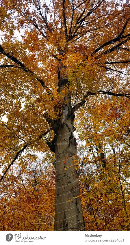 ladder to heaven Environment Nature Landscape Plant Sky Clouds Autumn Bad weather Rain Tree Bushes Leaf Wild plant Forest Faded Growth Authentic Large Infinity