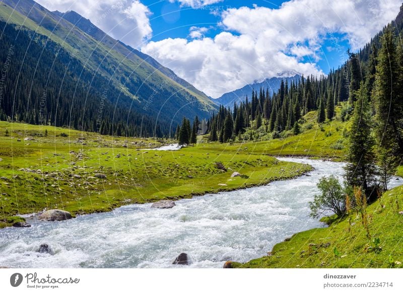 Beautiful valley of Altyn Arashan, Kyrgyzstan Vacation & Travel Tourism Adventure Summer Mountain Hiking Nature Landscape Animal Grass Park Meadow Forest Hill