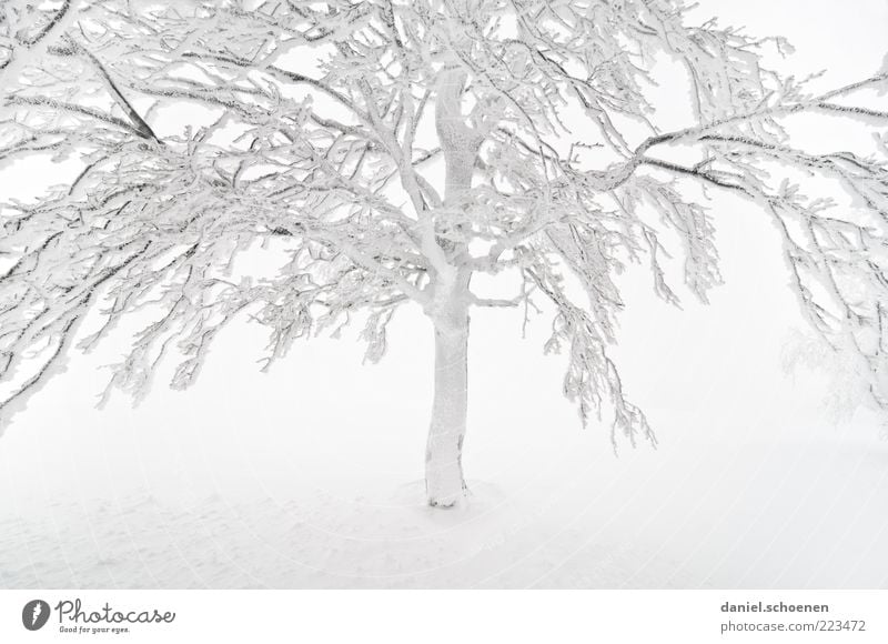 now the winter is really starting! Winter Snow Climate Weather Fog Ice Frost Tree Bright White Branch Black Forest Beech tree Subdued colour High-key