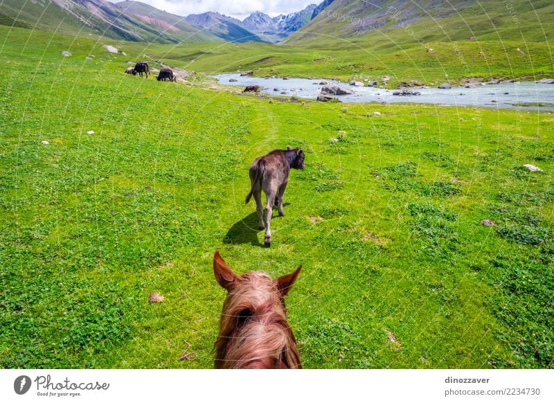 View over valley from the horse back, Kyrgyzstan Lifestyle Relaxation Vacation & Travel Summer Mountain Sports Nature Landscape Animal Grass Park Meadow