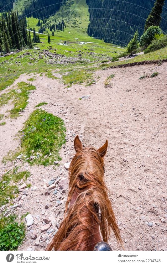 Altyn-Arashan valley, Kyrgyzstan Vacation & Travel Tourism Adventure Summer Mountain Hiking Nature Landscape Animal Grass Park Meadow Forest Hill Canyon River