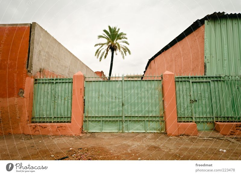 nature reserve Environment Nature Plant Clouds Bad weather Tree Deserted House (Residential Structure) Wall (barrier) Wall (building) Dirty Broken Gloomy