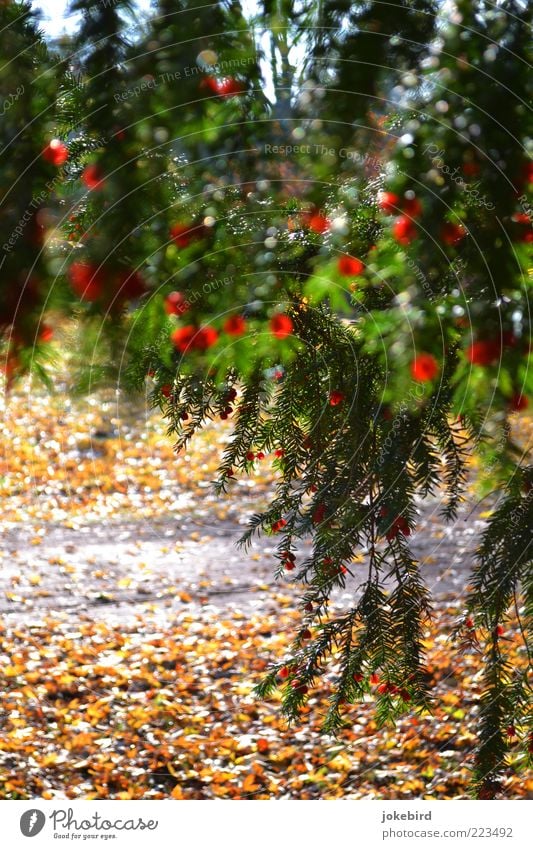 curtain Autumn Tree Coniferous trees Yew Seed Twig Autumn leaves Autumnal Autumnal colours Green Red Bright Colours Hang Hide Hiding place Lanes & trails