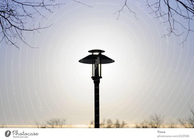 solar-powered Energy industry Solar Power Illuminate Street lighting Beautiful weather Twig Cloudless sky Colour photo Exterior shot Deserted Copy Space left