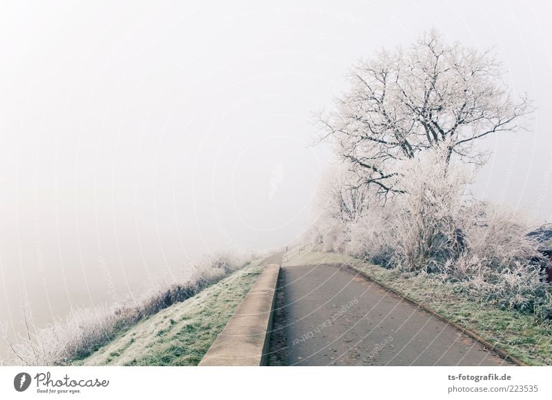 winter fog Nature Landscape Plant Sky Winter Fog Ice Frost Tree Bushes Lanes & trails Cold Gray Green White Hoar frost Shroud of fog Fog bank Levee Colour photo