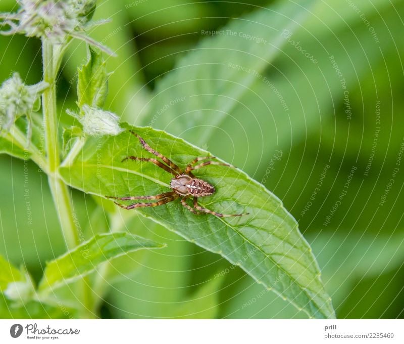 European garden spider Nature Plant Animal Spider Catch Wait Natural Red Cross spider european cross spider araneus Carnivore invertebrate Orb weaver spider