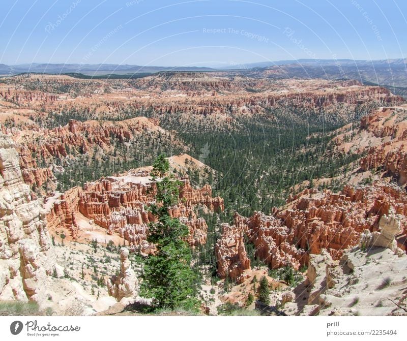 Bryce Canyon National Park Tourism Nature Sand Tree Rock Stone Brown Red Utah USA Hoodoos Rock formation Erosion Weathered Sandstone Sediment rock needle