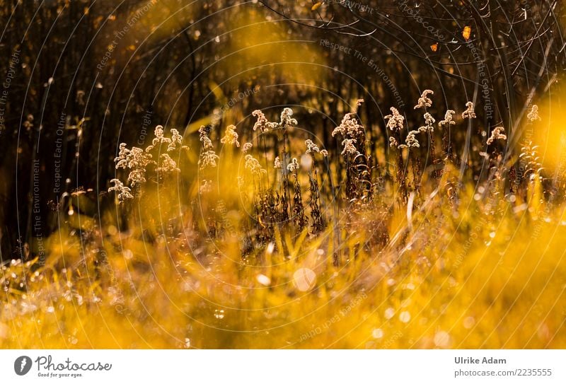 Autumn Lamps - Goldenrod (Solidago) Harmonious Well-being Relaxation Calm Meditation Nature Landscape Plant Winter Flower Blossom Solidago canadensis Seed