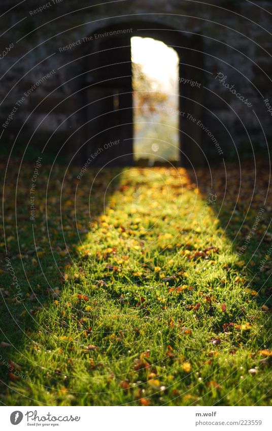 Cellar Door Garden Environment Nature Sunlight Autumn Beautiful weather Grass Moss Park Meadow Wolfhagen Deserted Wall (barrier) Wall (building) Yellow Green