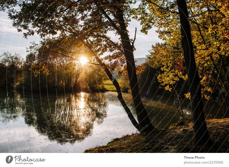 Slovakia II Nature Landscape Autumn Beautiful weather Wild Brown Yellow Gold Sun Tree Coast Evening sun Idyll Lake Colour photo Exterior shot