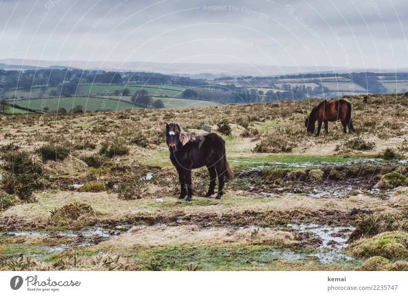 Dartmoor Pony Relaxation Calm Leisure and hobbies Vacation & Travel Trip Adventure Far-off places Freedom Environment Nature Landscape Animal Sky Clouds