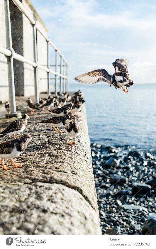 Land with a kick! Life Harmonious Well-being Contentment Relaxation Calm Vacation & Travel Tourism Trip Freedom Nature Animal Sky Clouds Beautiful weather Coast