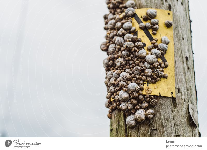 Assembly of the snails Contentment Relaxation Calm Environment Nature Animal Snail Snail shell Group of animals To hold on Sit Exceptional Many Crazy Acceptance