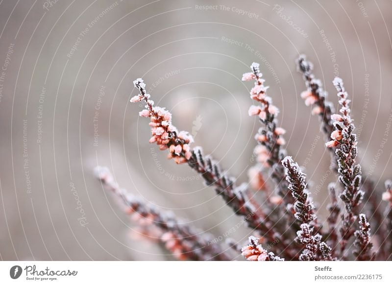 Ornamental heather with the first frost Ornamental Heather Hoar frost Wild plant Bushes Frost winter cold onset of winter calluna calluna vulgaris chill