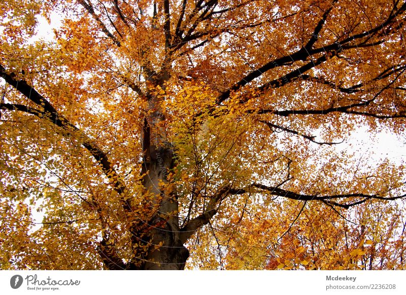 The golden autumn Environment Nature Landscape Plant Sky Clouds Autumn Bad weather Rain Tree Leaf Wild plant Forest Authentic Fresh Beautiful Cold Wet Natural