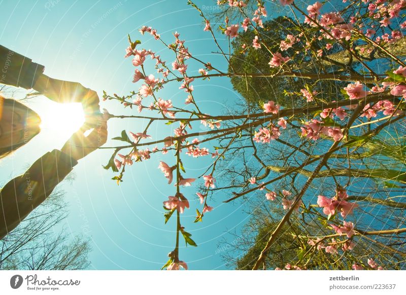 Photos in spring Trip Freedom Human being Woman Adults Hand 1 Environment Nature Bushes Growth April Spring Take a photo To go for a walk Blossom Blossoming