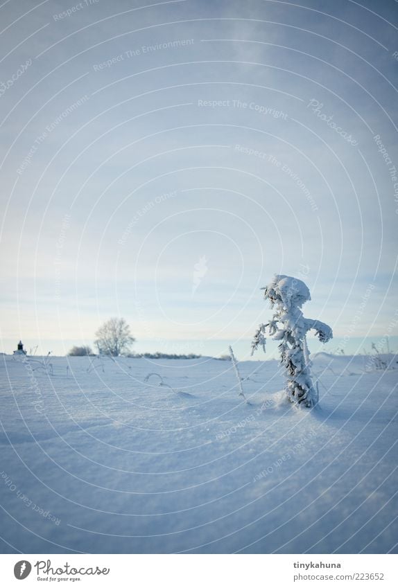 The ice-cream man is coming! Winter Snow Ice Frost Grass Meadow Freeze Stand Cold Blue White Calm Transience Far-off places Subdued colour Exterior shot