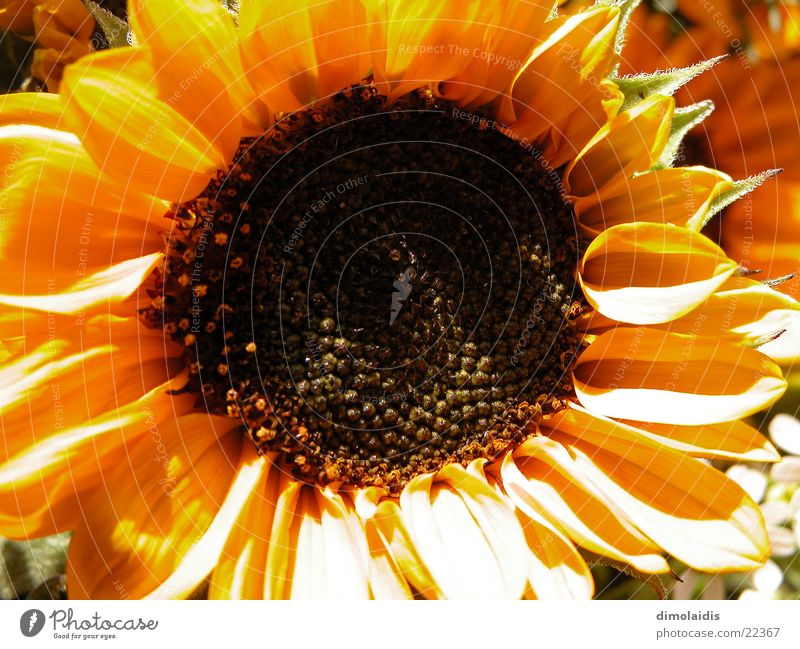 sunflower Flower Sunflower Blossom Leaf Yellow