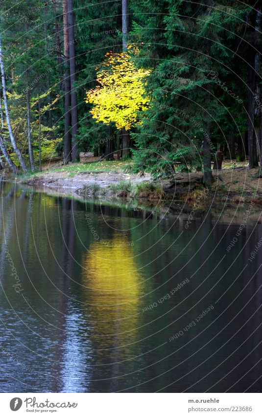 yellow-gold treasure lake Environment Nature Landscape Plant Autumn Tree Leaf Forest Romance Beautiful Decline Transience Autumn leaves Autumnal colours