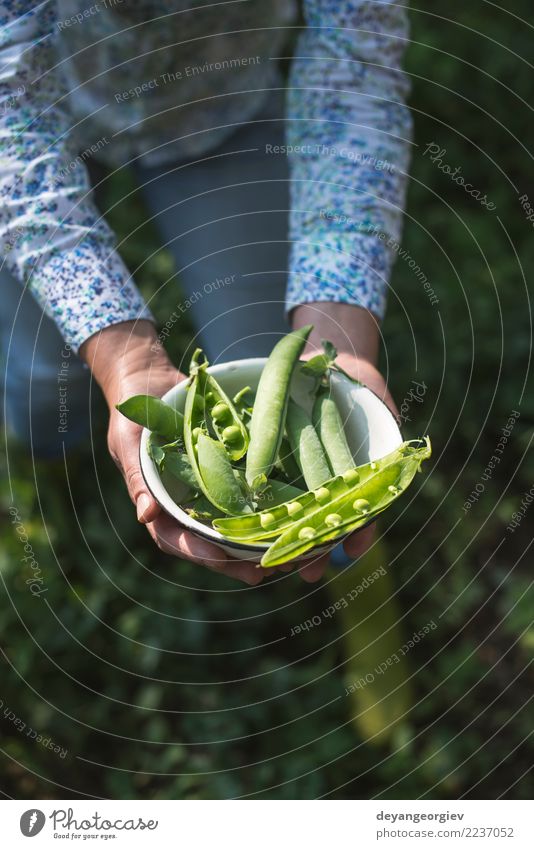 Harvest pea plants Vegetable Vegetarian diet Summer Sun Garden Gardening Woman Adults Hand Nature Plant Leaf Growth Fresh Green Peas food Organic agriculture