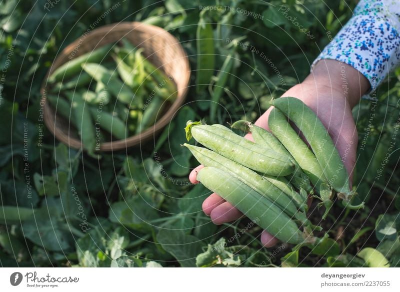 Harvest pea plants Vegetable Vegetarian diet Summer Sun Garden Gardening Woman Adults Hand Nature Plant Leaf Growth Fresh Green Peas food Organic agriculture