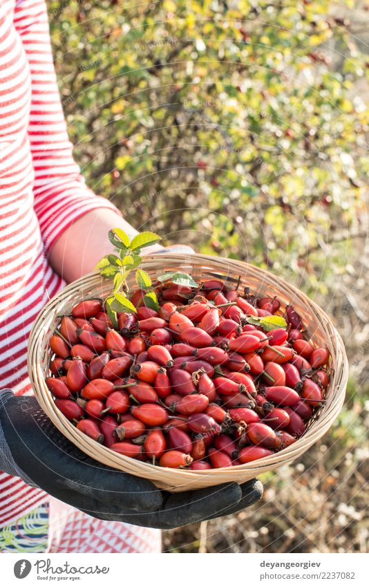 Picking rosehip Fruit Herbs and spices Medication Woman Adults Hand Nature Plant Autumn Bushes Leaf Dog Natural Wild Red picking rosehips rosa canina briar