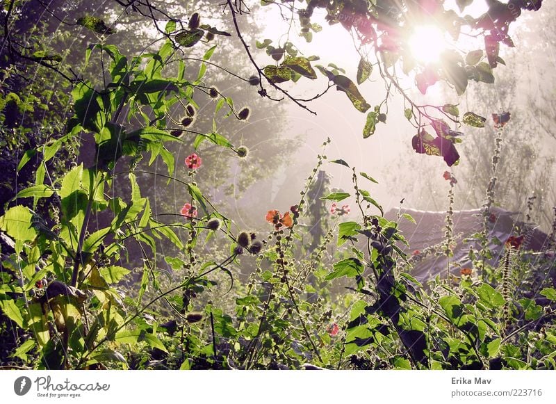 light at the end of the jungle Nature Landscape Plant Summer Leaf Blossom Hollyhock Garden Forest Fresh Moody Safety (feeling of) Beautiful Calm Hope Loneliness