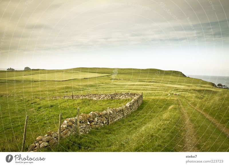 Off to the countryside Landscape Grass Meadow Field Hill Coast Wall (barrier) Wall (building) Sheep 3 Animal Loneliness Vacation & Travel Far-off places