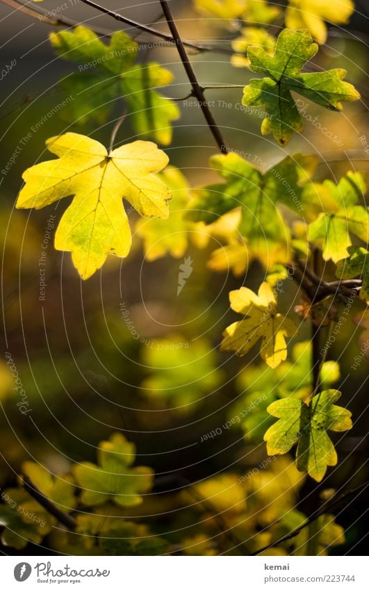 gold leaf Environment Nature Plant Autumn Beautiful weather Leaf Foliage plant Wild plant Illuminate Growth Bright Yellow Green Autumnal Colour photo