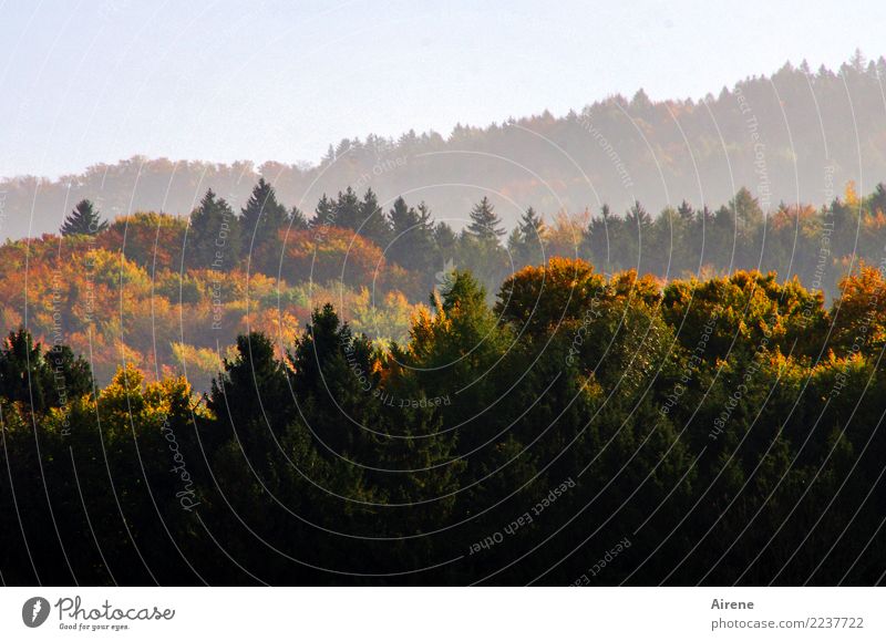 give everything again Landscape Autumn Beautiful weather Autumn leaves Forest Hill Mountain Haze Mixed forest Level Infinity Positive Gold Green Orange Red