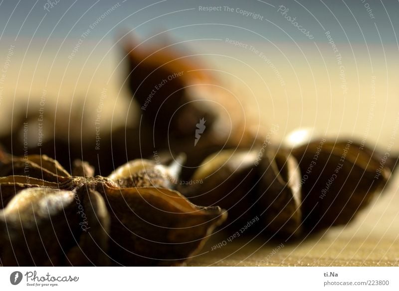 star anise Food Herbs and spices Star aniseed Asian Food Fragrance Healthy Natural Dry Colour photo Interior shot Macro (Extreme close-up)