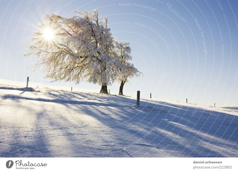 Schauinsland counterlight weather beech Vacation & Travel Winter Snow Winter vacation Mountain Environment Nature Landscape Sun Beautiful weather Ice Frost Tree