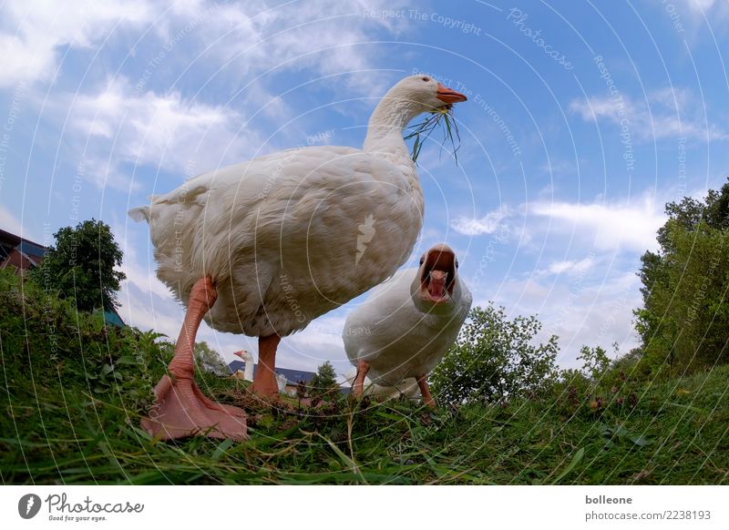 Do not disturb... Nature Animal Sky Clouds Field Farm animal Goose 2 To feed Aggression Anger Threaten Colour photo Exterior shot Deserted Day Worm's-eye view