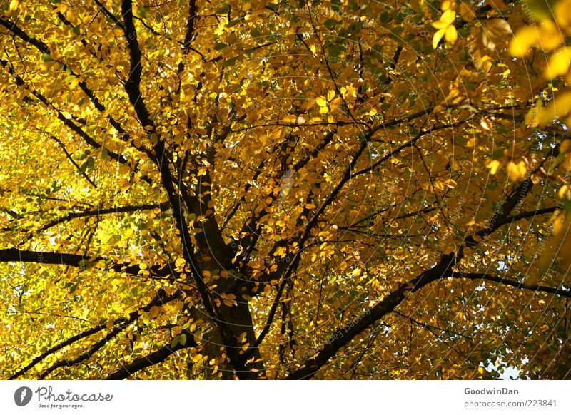 Autumn, we miss you! Environment Nature Weather Beautiful weather Plant Tree Old Firm Large Infinity Emotions Moody Colour photo Exterior shot Deserted Twilight