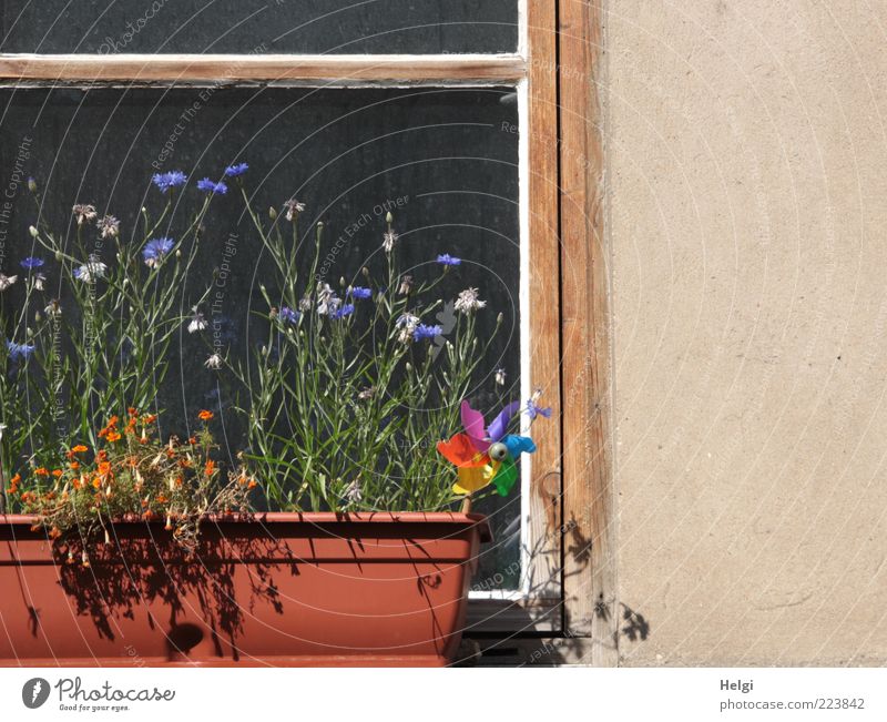 Summer in the city... Nature Plant Beautiful weather Flower Blossom Pot plant Cornflower Marigold House (Residential Structure) Building Wall (barrier)