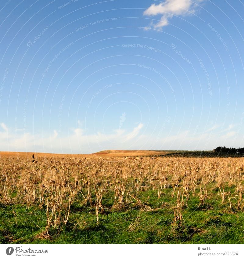 Shepherd in the artichoke field Landscape Sky Horizon Sunlight Autumn Field Authentic Blue Yellow Green Emotions Calm Artichoke Artichoke field Dry Drought