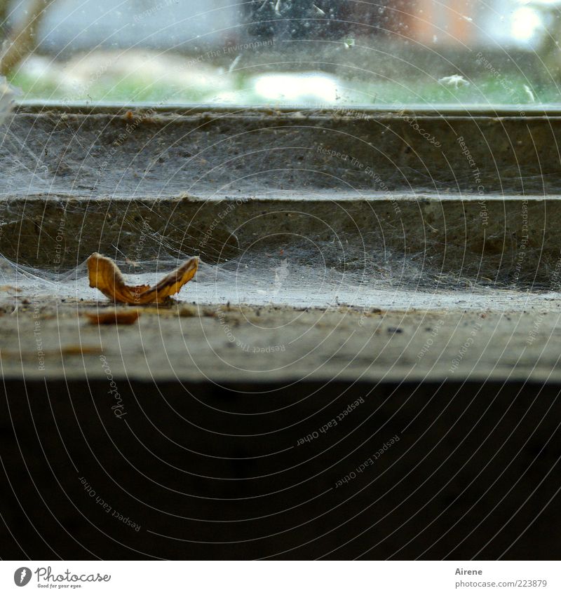 slow decay Plant Leaf Window Dark Gloomy Brown Black White Decline Transience Shabby Dirty Cobwebby Spider's web Colour photo Interior shot Deserted