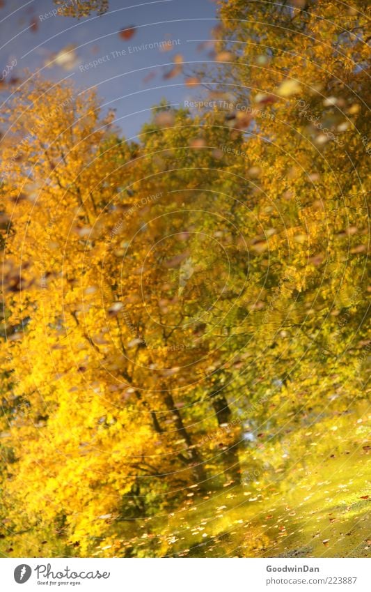 autumn mirror Environment Nature Autumn Weather Plant Tree Leaf Park Pond Beautiful Many Emotions Moody Colour photo Exterior shot Deserted Day Reflection