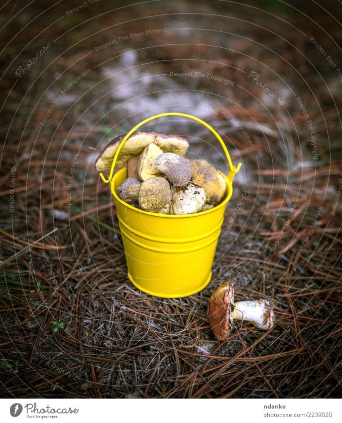 edible wild mushrooms Vegetarian diet Nature Landscape Autumn Grass Leaf Forest Fresh Natural Wild Brown Green White background Bucket Edible fall food Harvest