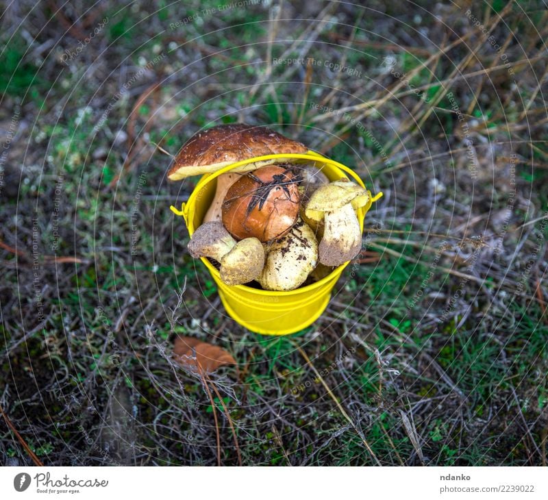 fresh edible wild mushrooms Vegetarian diet Nature Landscape Autumn Grass Moss Leaf Forest Fresh Natural Above Wild Brown Yellow Green background Bucket Edible